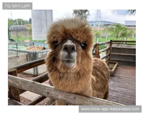 赛场“萌宠相伴”：运动员身边的“萌宠宝贝”！